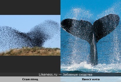 Стая птиц похожа на хвост кита