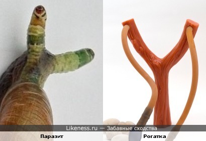 Усы у паразита похожи на рогатку.