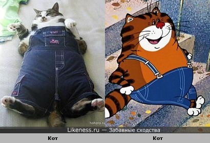 Популярные штаны у котов!