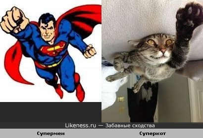 Суперкот супермена