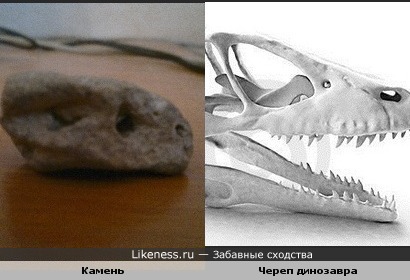 Камень похож на череп динозавра