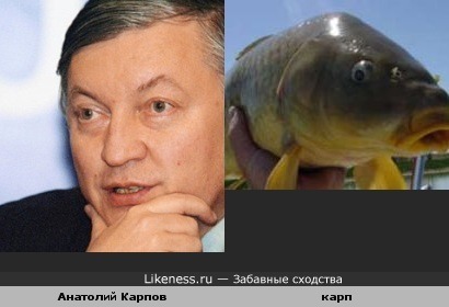 Анатолий Карпов похож на карпа