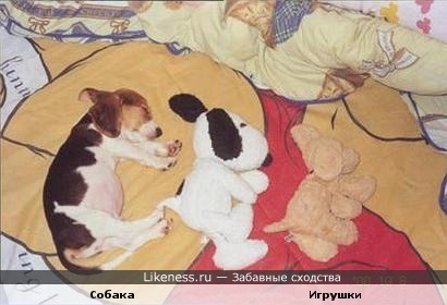 Собака и её игрушки