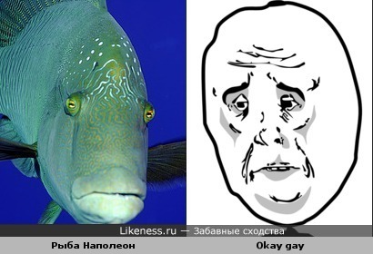 Рыба Наполеон похожа на Okay gay