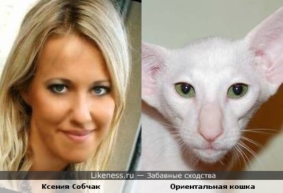 Ксения Собчак и Ориентальная кошка