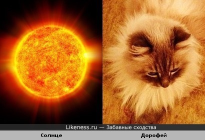 Солнышко лучистое и кот ДАМа