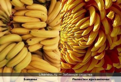 Бананы и лепестки жёлтой хризантемы