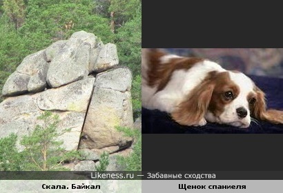 скала на Байкале и щенок спаниеля