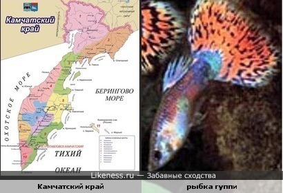 Карта Камчатского края похожа на аквариумную рыбку