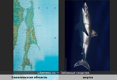 Карта Сахалинской области похожа на акулу
