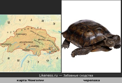 Перевёрнутая карта Монголии похожа на черепаху