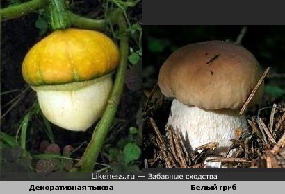 Декоративная тыква похожа на белый гриб