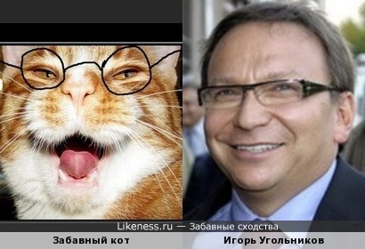 Забавный кот напомнил Игоря Угольникова