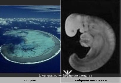 Остров-эмбрион
