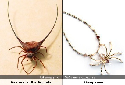 Паук Gasteracantha Arcuata похож на ожерелье