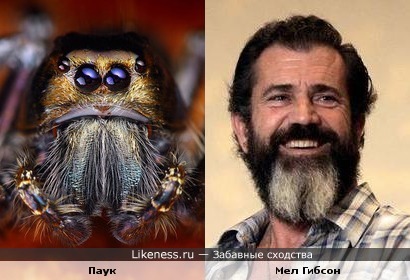 Бородатый Мел Гибсон похож на паука