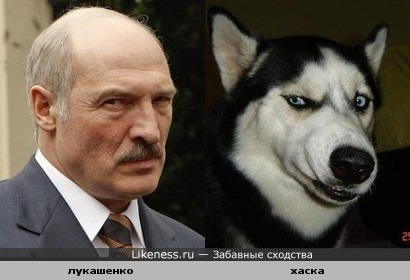 Лукашенко и Хаска схожи в эмоциях