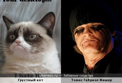 Грустный кот и грустный металист