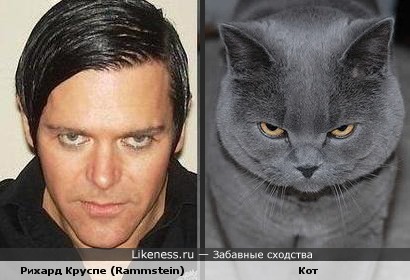 Рихард Круспе (Rammstein) похож на кота
