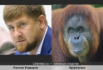Рамзан Кадыров похож на Арангутанга
