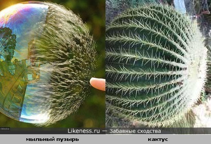 Лопающийся мыльный пузырь похож на кактус
