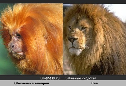Обезьянка тамарин похожа на льва