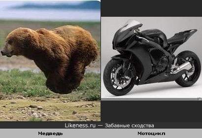 Бегущий медведь и мотоцикл