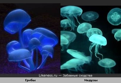 Грибы похожи на медуз