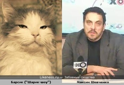 Максим Шевченко похож на кота Барсика из &quot;Шарик-Шоу&quot;