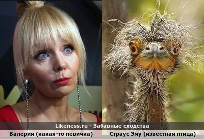 Валерия (какая-то певичка) похожа на Страуса Эму (известная птица)