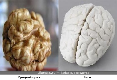 Грецкие орехи похожи на мозги. Грецкий орех похож на мозг. Грецкий орех и мозг человека. Мозг размером с грецкий орех. Форма грецкого ореха похожа на мозг.