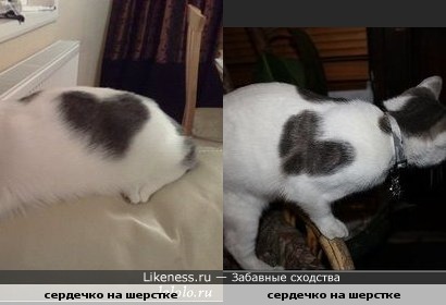рисунки на кошках похожи на сердце
