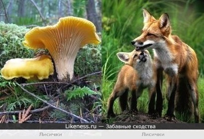 Лисички (грибы) напоминают лисичек (животные)