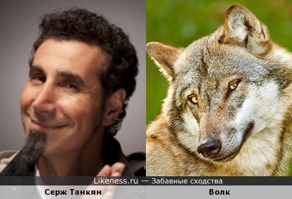 Серж Танкян похож на милого волка