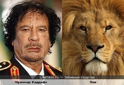 Муаммар Каддафи похож на льва
