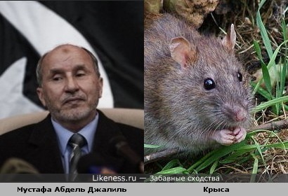 Мустафа Абдель Джалиль похож на крысу.