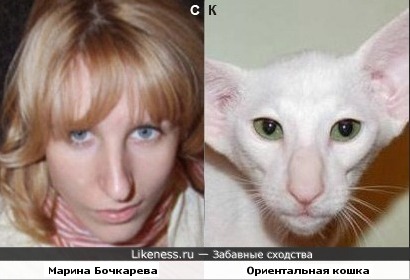 Марина Бочкарева и ориентальная кошка