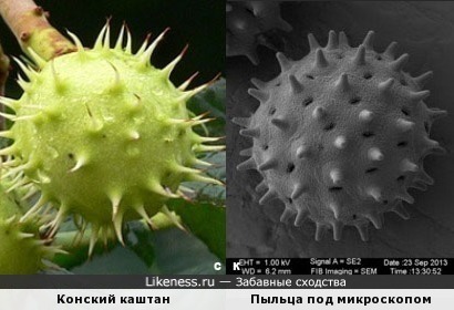 Конский каштан и Пыльца под микроскопом