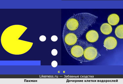 Crapulence of Pac-Man, или Пакман и Дочерние клетки водорослей
