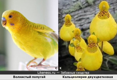 Жёлтая лихорадка: Волнистый попугай и Кальцеолярия двухцветковая