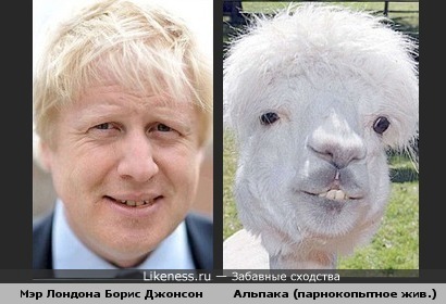 Мэр Лондона Б.Джонсон &amp; альпака (домашнее парнокопытное животное, гибрид гуанако и викуньи (вигони)).Идея англичан!