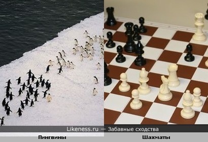Шахматные пингвины