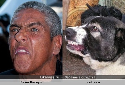 Насери - Собака