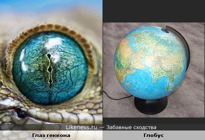 Глаз геккона напоминает глобус