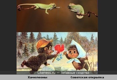 Хамелеоны напомнили мне советскую открытку