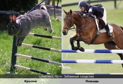 Кролик и лошадь одинаково прыгают через барьер :)))