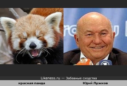 Красная панда напомнила Юрия Лужкова :))