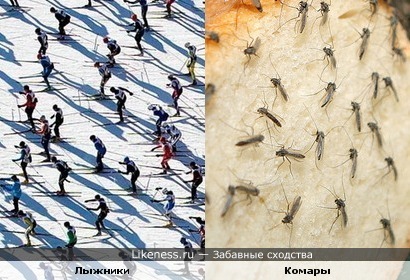 Много лыжников похожи на много комаров