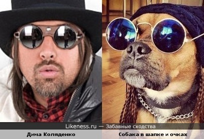 Собака в шапке и очках напомнила Диму Коляденко