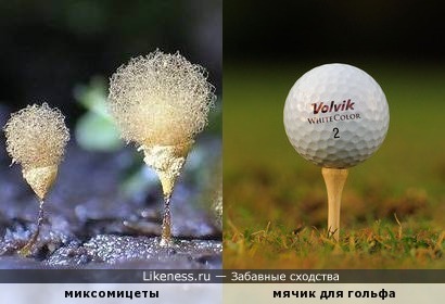 Миксомицеты напоминают мячик для гольфа